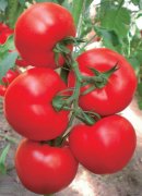 Dahong tomato variety 7845: tomato seed 7845 price, tomato seed picture