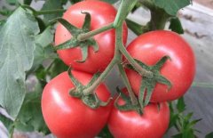 Sophia powder fruit tomato seed, Sophia tomato seed price what are the characteristics of tomato
