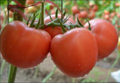 Powder tomato variety Qiusheng tomato, Qiusheng tomato seed Qiusheng tomato what are the characteristics of Qiusheng tomato