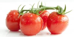 The yield of powdered tomato Ginobili, Shouguang's latest hard powder tomato variety Ginobili tomato