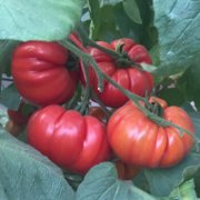 How about the new tomato variety Terrado tomato, the new tomato variety Terrado tomato