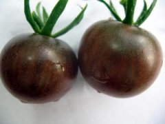 Is the black beauty tomato genetically modified? Beauty tomato sugar what are the ingredients of black beauty tomato