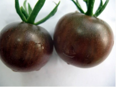 Description of the latest Cherry Tomato varieties Zihua Baozhu Tomato and Zihua Baozhu Cherry Tomato