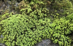 Common moss species star moss, how to maintain, how to cultivate and how to raise it is better.