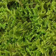 Culture methods of common bryophytes big gray moss and small gray moss how to raise green and how to take care of big gray moss