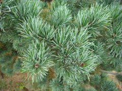 Huashan pine picture, is Huashan pine the latest Huashan pine price 2.5 meters Huashan pine price