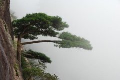 What are the characteristics of Huangshan pine? The characteristics of Huangshan pine which is better, Huangshan pine or black pine?