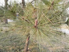 Is red pine better or black pine better? What is the function of red pine? what are the characteristics of red pine?
