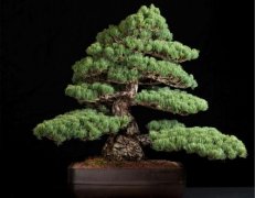 Japanese five-needle pine picture, Japanese five-needle pine bonsai looks good? how much is the price per pot?