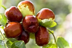 Pest risk analysis of Chinese fresh jujube planned for export to the United States has been completed