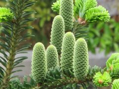 How many Abies exist in Baishanzu? Pictures of Baishanzu fir existing in which Baishan Abies