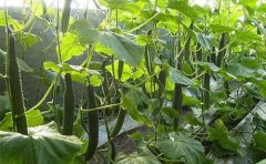 Cucumber planting techniques: cultivation techniques, planting time and methods of cucumber in open field