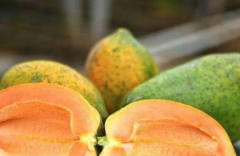 What is the planting technology of seedless papaya? Is seedless papaya genetically modified?