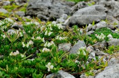 What kind of plant is the hundred-vein root of Orchid Island in Taiwan? What are the characteristics of the hundred vein root of Orchid Island? what does it look like?