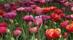 How to preserve tulip bulbs? Indoor nursing in the process of planting tulip bulbs