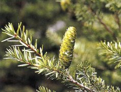 Taiwan Cryptomeria fortunei abolishes the name of rare plants, and Taiwan Cryptomeria fortunei can be legally planted as a new horticultural star.