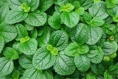 What pathways can mint be used for? What are the benefits of mint hair washing?