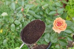 The purpose of boiled coffee grounds is to compost and grow flowers, and the wide use of coffee grounds is introduced.