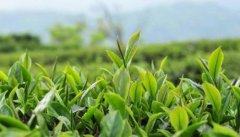 Go deep into Taiwan's tea industry, concentrate tea history, tea table tour, give you a glimpse of the century-old tea culture