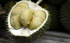 Introduction of XO durian and D24 durian varieties, what are the differences between XO durian and D24 durian?