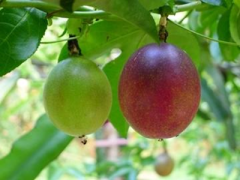 What is the difference between Tainong No. 1 passion fruit and Purple Fragrance No. 1 passion fruit? How about Purple One?