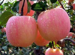 Pink Beauty Apple characteristic Origin introduction, Pink Beauty Apple Champagne Flavor planting time