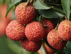 How many years after the white wax litchi was planted? What are the characteristics of the time of flowering and listing of Baila litchi?