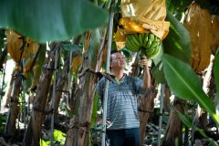 Fight against banana yellow leaf disease: Taiwan's first tissue culture seedling Taijiao No. 1, banana farmers found out the truth from the soil