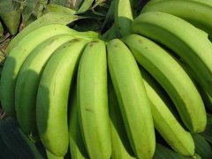 Cambodia banana introduction: where is the South China banana producing area? Can Nanhua bananas be fried directly?