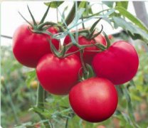 Which variety has high lycopene content in tomatoes? Effect of Red Tomato / Little Tomato / Taotaro Tomato