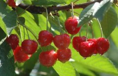 What are the propagation methods of West Indian cherries? Planting time of West Indian Cherry cutting method