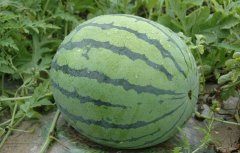 What are the unusual watermelon varieties? Introduction of Variety characteristics of Guoguang / Shoushan / Hualong / Huilong Watermelon
