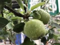 How to grow tropical green apple variety Ji apple? When is the fruit thinning period of Ji Apple?