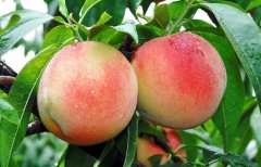 Planting peaches: peaches were affected by high temperature at the beginning of the year, and applications for cash assistance will be accepted from now on.