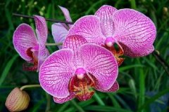 Phalaenopsis winter maintenance: what is the cold damage of Phalaenopsis? Differences in diseases among different varieties