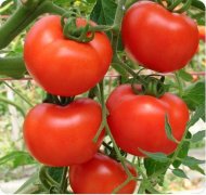 In order to improve the flavor of tomato, the original flavor of tomato can be found by pan-genome research.