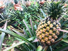 Pineapple planting prospects: pineapple taste description is very sweet, growers are difficult to cultivate