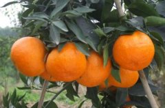 What are the new citrus varieties? Characteristics of Jinxiang, Taiwan's First New Hybrid Citrus Variety Tainong 1