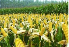 The latest situation of US corn prices: spot prices of US corn have risen sharply due to planting delays
