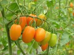 What are the characteristics of bovine tomato / chicken heart persimmon / yellow milk? What is the golden boy and jade girl in tomato world?