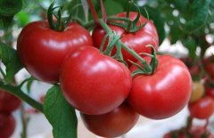 Can tomatoes lose weight and whiten? Tomato Antioxidant lycopene acting on Tomato Beverage