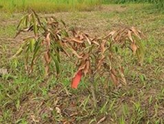 What are the manifestations of water-deficient leaves of plants? Introduction to the characteristics of leaves of over-wet plant soil