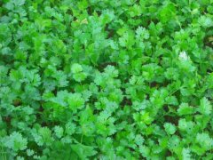 What are the characteristics of Yunnan cilantro? What should be paid attention to in the cultivation of large-leaf coriander in Yunnan?