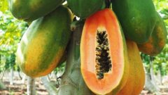 Papaya varieties: what are the varieties of smooth papaya and hairy leaf papaya? What are the functions of light-skinned papaya