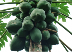 A brief introduction to Hawaiian papaya, what is the output of Hawaiian papaya? is the price high?