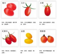 Small tomato variety Virgin Tomato / Yunu Tomato / Orange Honey Tomato taste, selection skills of small Tomato
