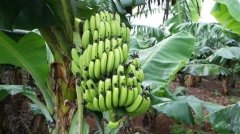 Banana species and varieties: the planting history of Taiwan Xianren banana and dwarf banana is long, is banana disease resistant?