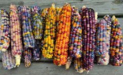 Can you eat glass jewel corn? What are the characteristics of glass gemstone corn produced?