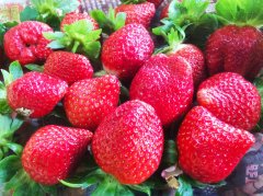 Planting time of fragrant strawberries and perfume strawberries, taste characteristics of fragrant strawberries and perfume strawberries