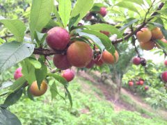 The most common varieties of plums, Hongyu plum / white plum / yellow meat plum, are introduced and the characteristics of Taian plum are introduced.